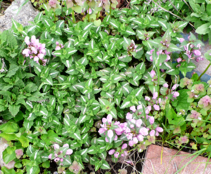 lamium Lamium Silver Beacon