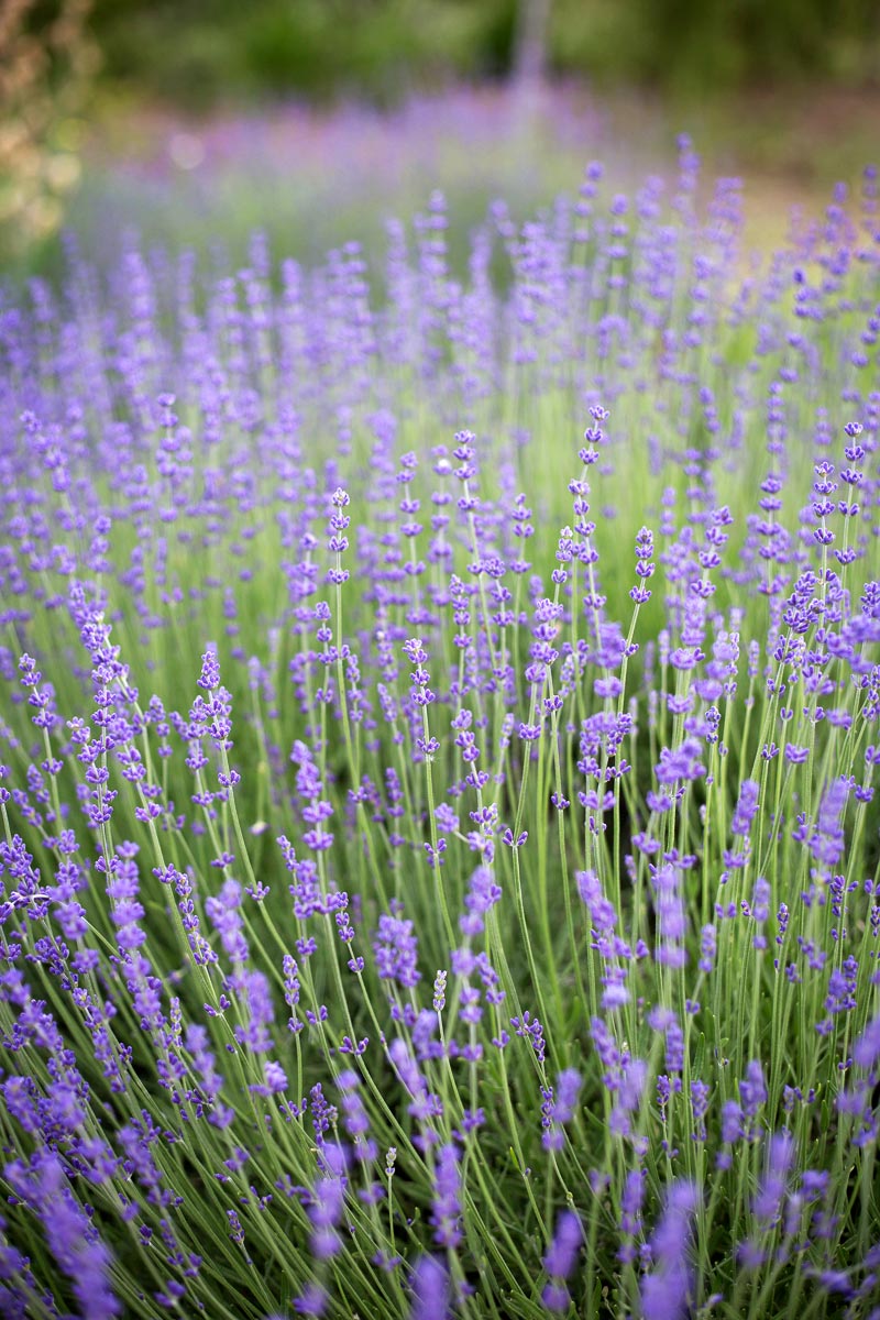 lavender-closeup