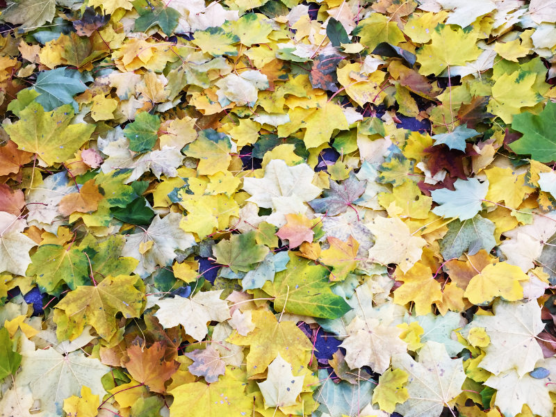leaves-close Close up of fall leaves in the garden