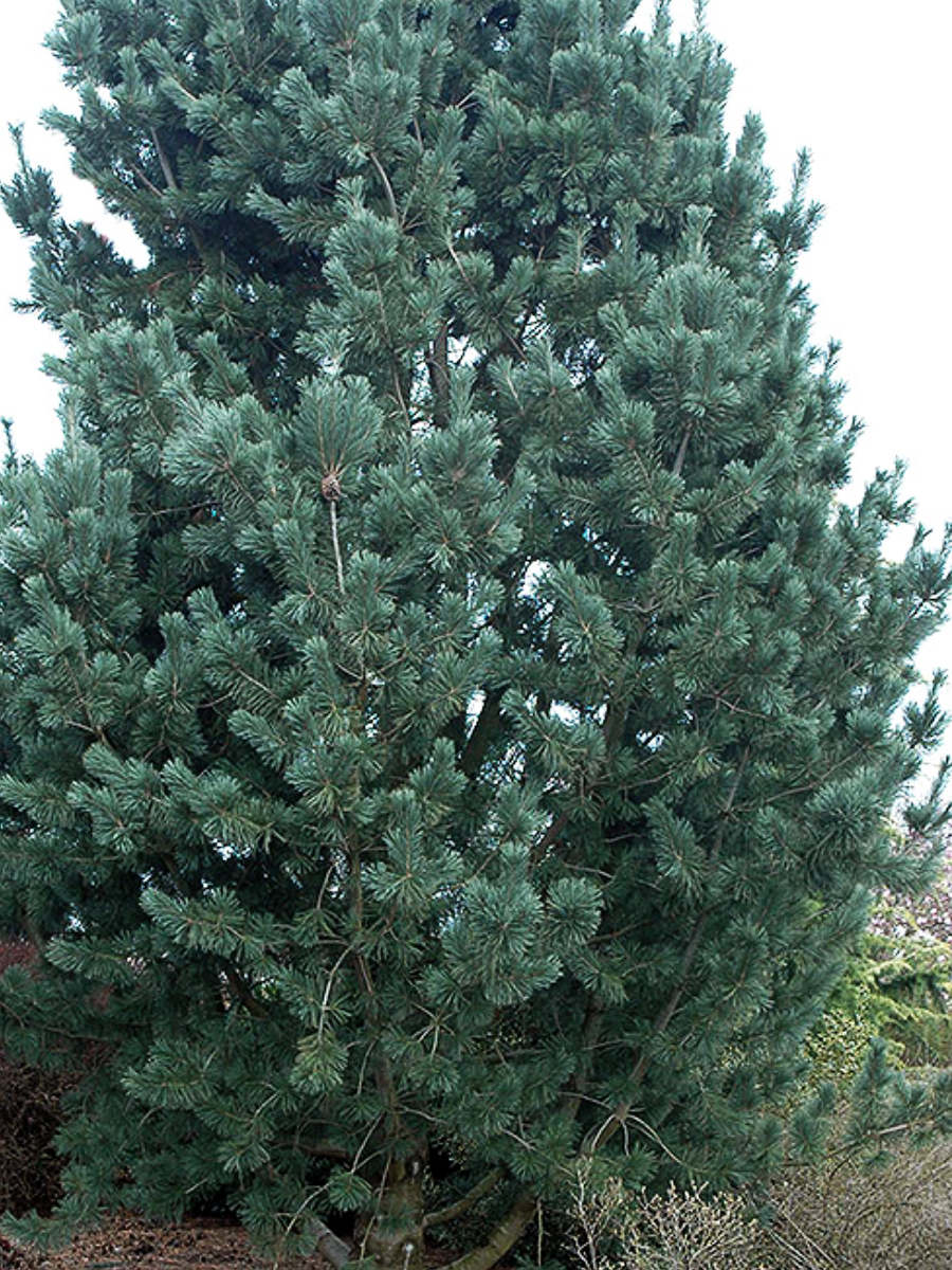 limber-pine Limber Pine- new tree planting in the UnH2O garden in Kelowna, BC