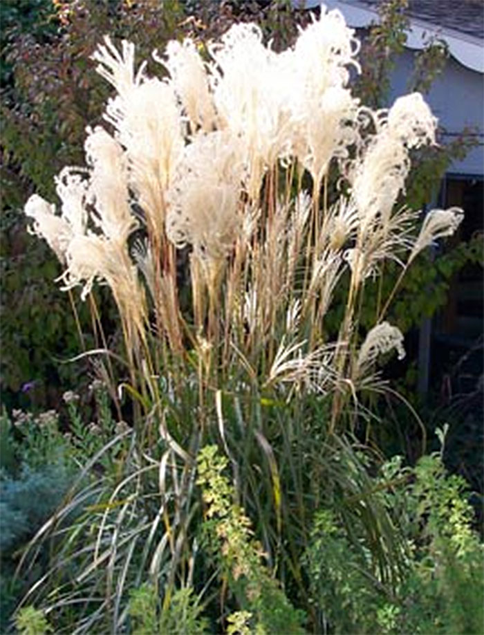 malepartus Miscanthus Malepartus ornamental grass