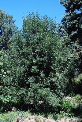 Montpellier Maple
