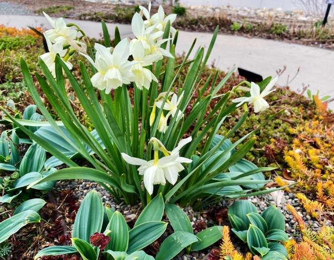 narcissus-poetica Daffodils