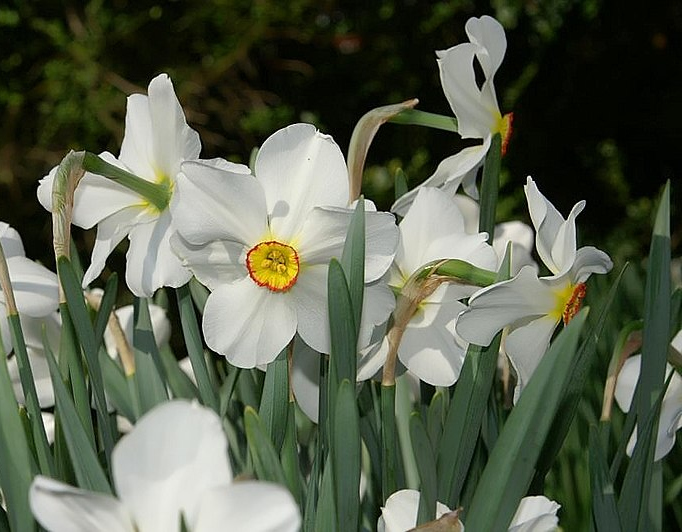 narcissus-poetica Narcissus poeticus