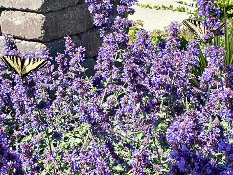 NepetaRacemosa OXA Fall Plant Sale- Nepeta Racemosa