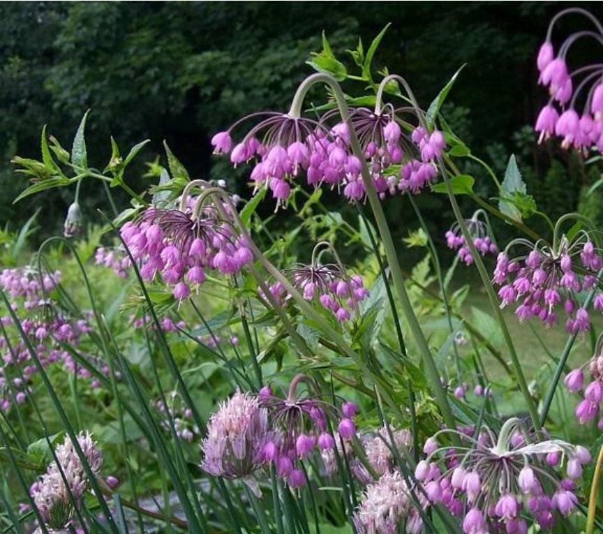 Nodding Onion Saskatoon, Amelanchier alnifolia