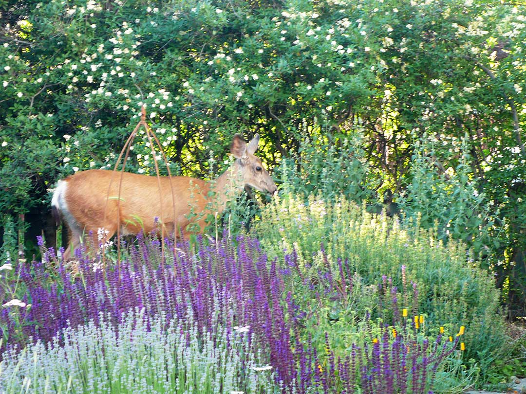 Xeriscape deer Deer in an Okanagan xeriscape garden