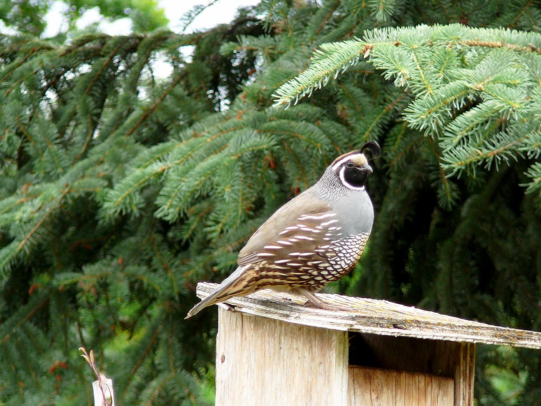 Quail Quail in the Okanagan environment