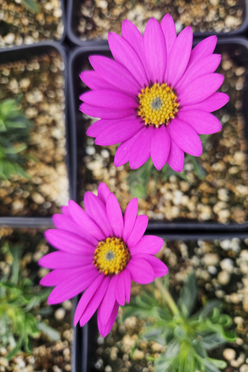 osteospermum-purple-mountain Osteospermum 'Purple Mountain' OXA plant of the month April 2024