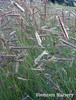 Mosquito Grass, Blue Gramma