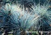 Elijah Blue Fescue