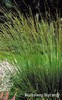 Purple moor grass