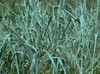 Dewey Blue Bitter Switch Grass