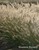 Fountain grass thumbnail
