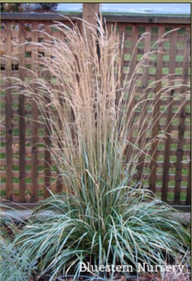 Variegated reed grass