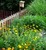 Gold Plate Yarrow thumbnail