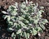Garden Sage (herb)