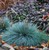 Elijah Blue Fescue thumbnail