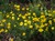 Perennial Marguerite Daisy thumbnail