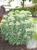 Autumn Joy Stonecrop