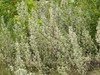 Wolf Willow