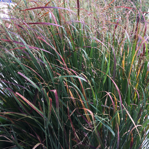 Panicum-virgatum-sq