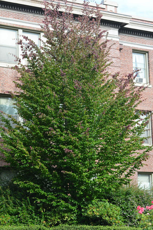 persian-ironwood Persian Ironwood- new planting in the UnH20 Garden in Kelowna BC