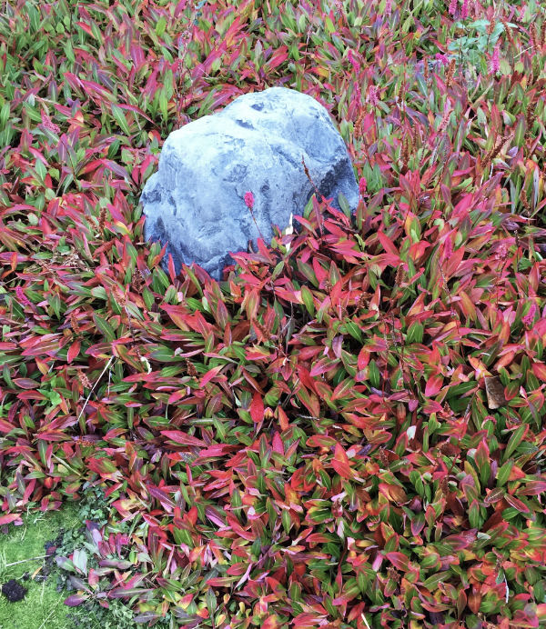 persicaria-affinis-Dimity-close Persicaria affinis 'dimity' perfect xeriscape rockery plant for the Okanagan