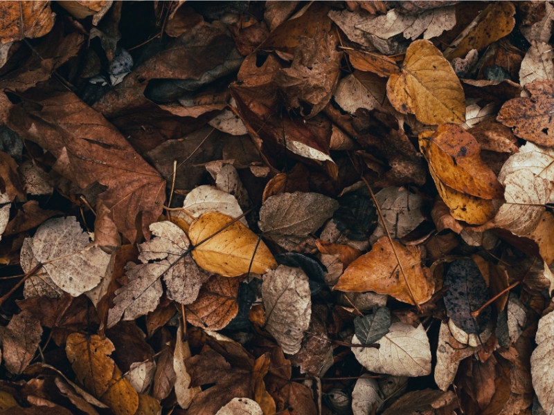 pexels-aedrian-10215535 Dried leaves turning into mulch