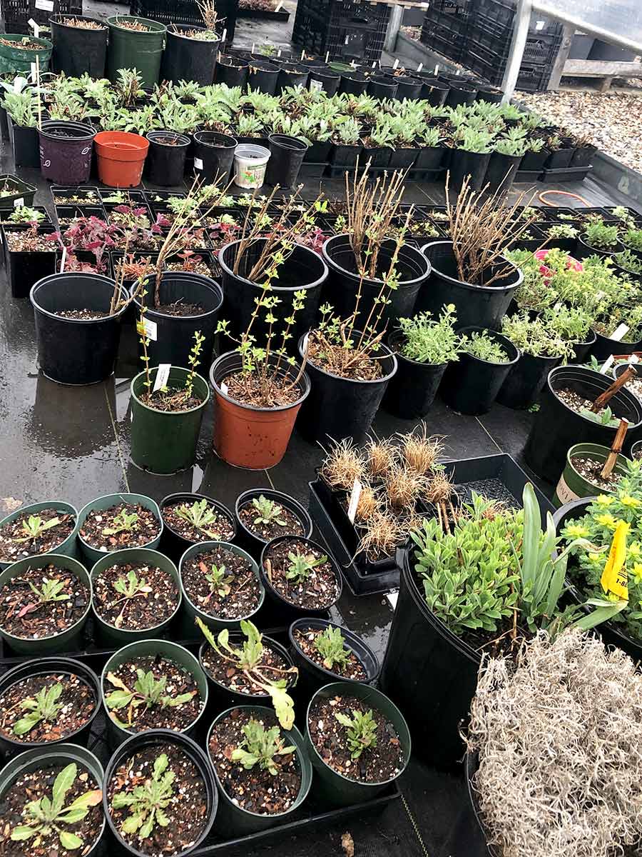 plant-care-pots
