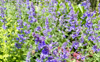 Pollinator-Friendly Gardens