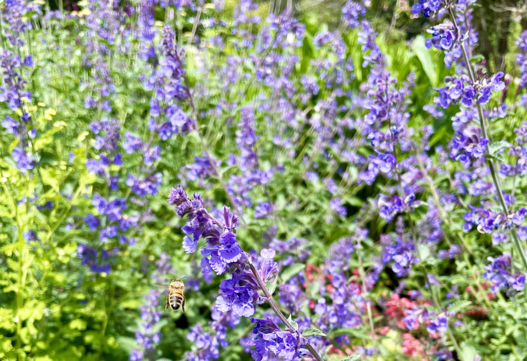 pollinator-catmint Pollinator enjoying a bed of catmint