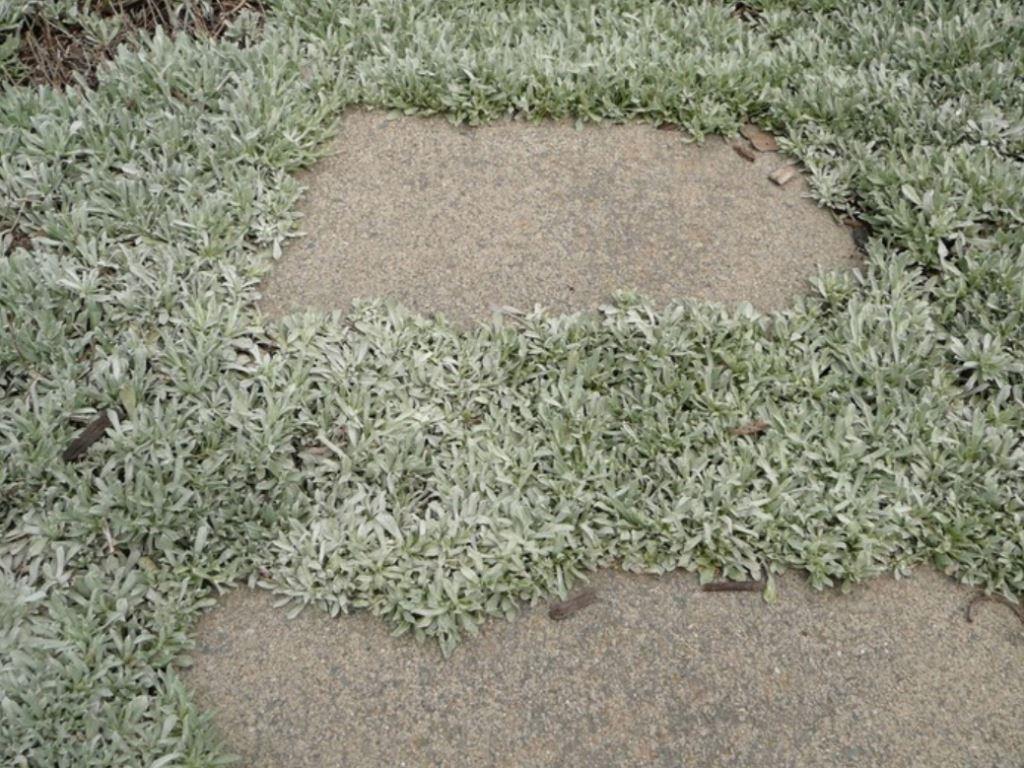 Pussytoes Antennaria dioica 'Rubra'