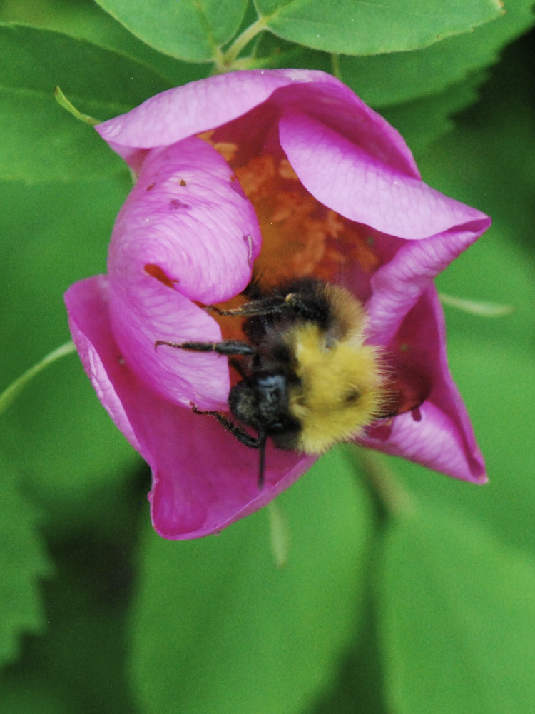rose-bee Bumble bee tucked in a rose in a pollinator-friendly garden