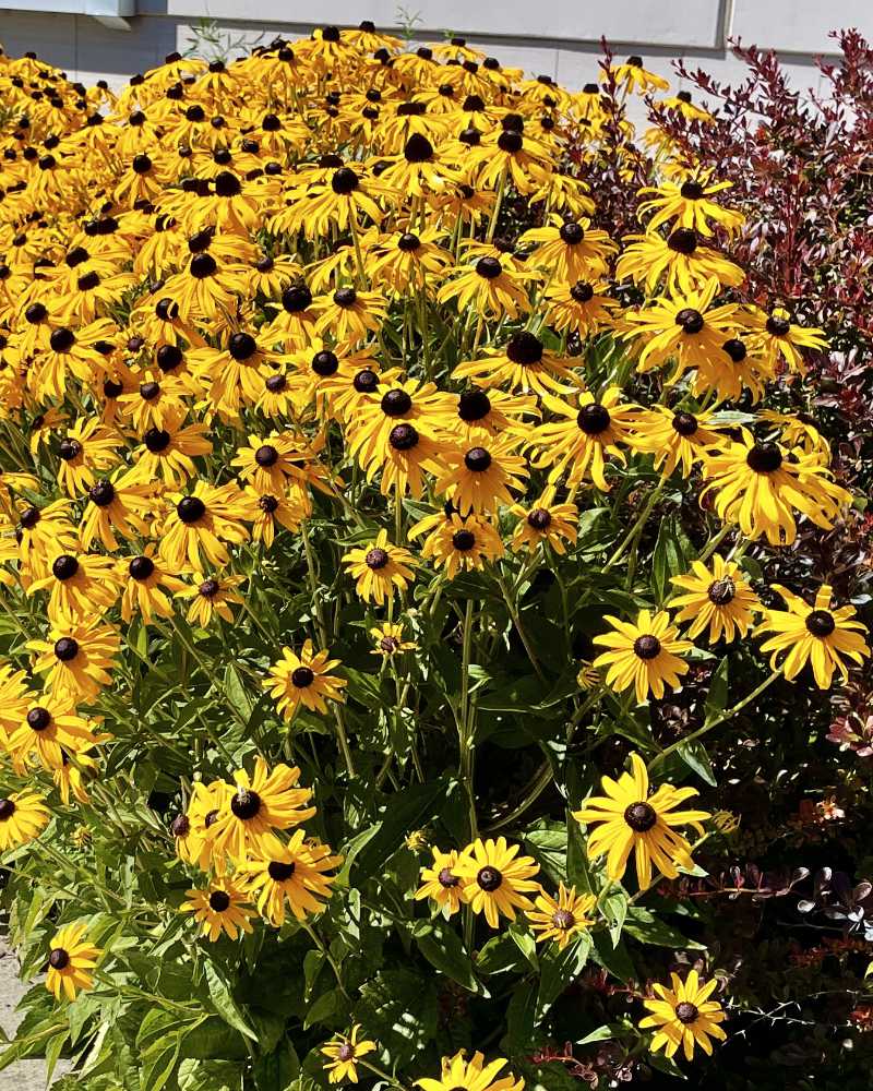 Rudbekia OXA Fall Plant Sale- Rudbekia