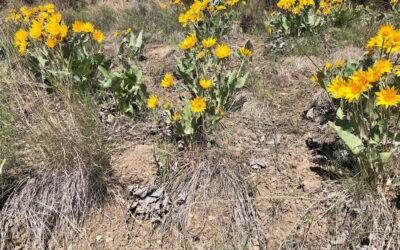 Soils of the Okanagan Part II