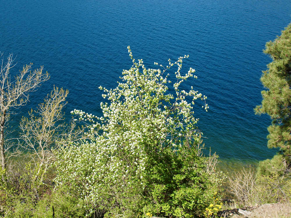 Saskatoon. Saskatoon, Amelanchier alnifolia