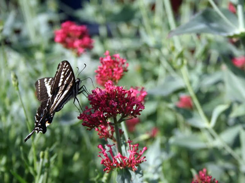 butterfly in Xeriscape Butterflies love a Xeriscape garden