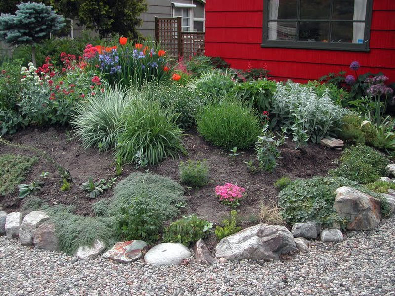 Xeriscape bed year two Saskia's front xeriscape bed year two