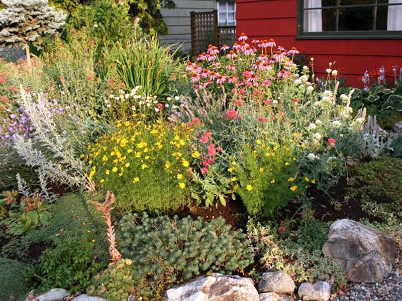 Sunny Xeriscape Sun-loving Xeriscape garden