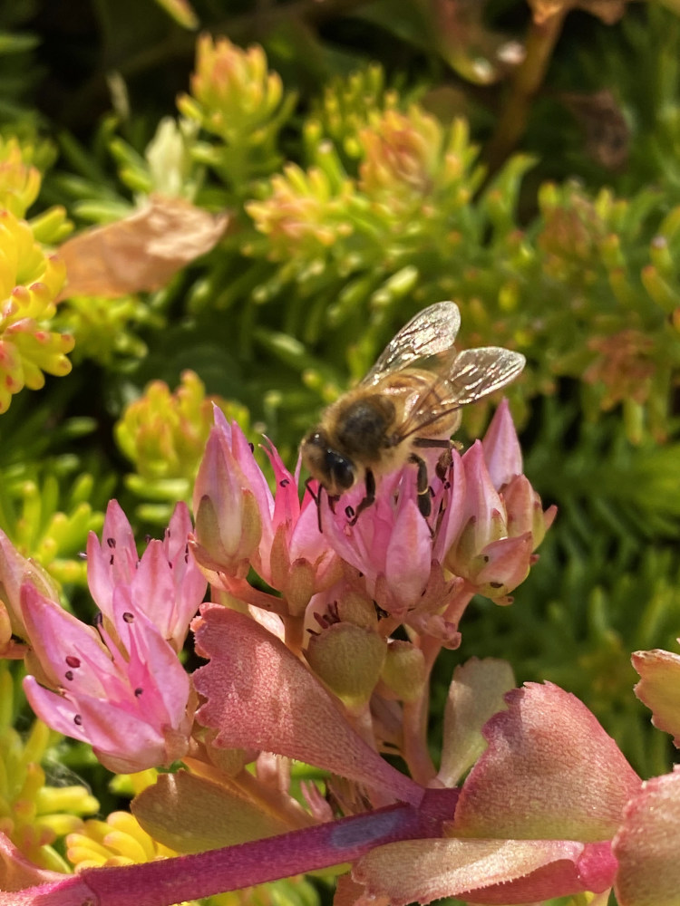 sedum-bee Bee on sedum flower in a pollinator friendly garden