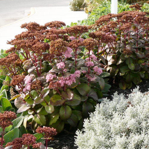 Sedum Matrona Sedum Matrona available at the OXA Fall Plant Sale