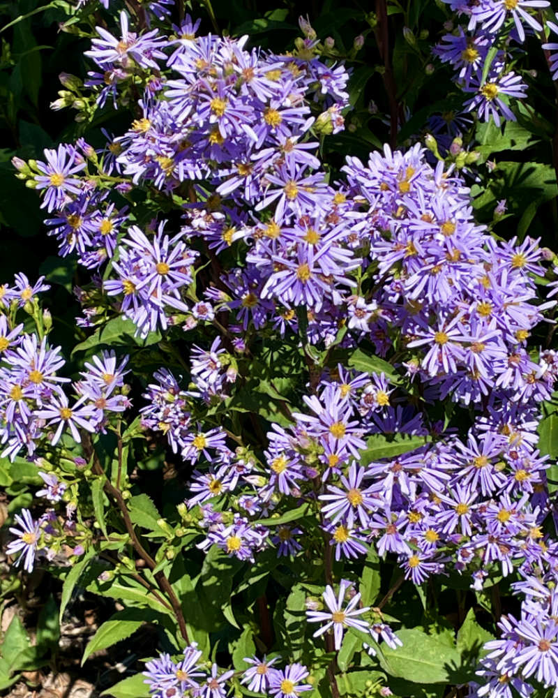 showy-aster OXA Fall Plant Sale- showy Aster