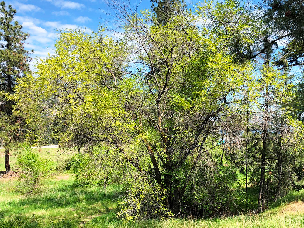 siberian-elm