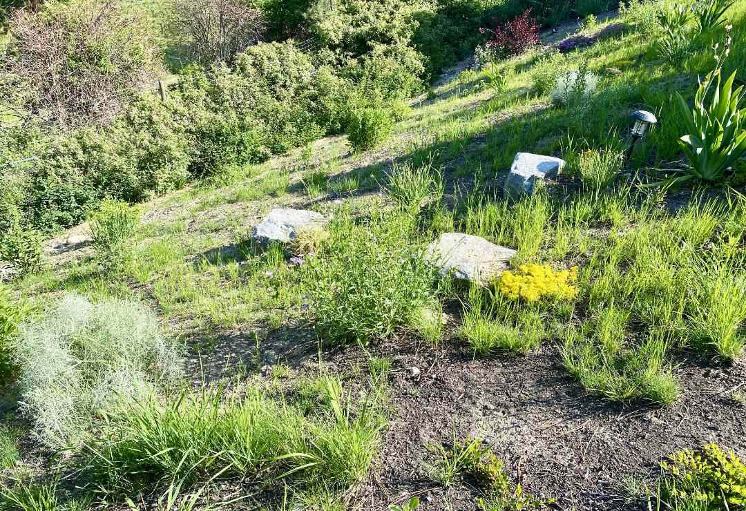 slopes-after native plants stabilize a slope