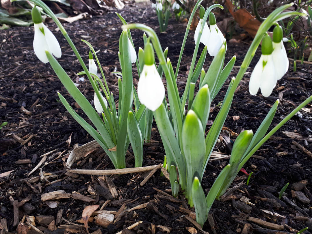 SNOWDROP-2021-OXA Galunthus nivalis - snowdrop