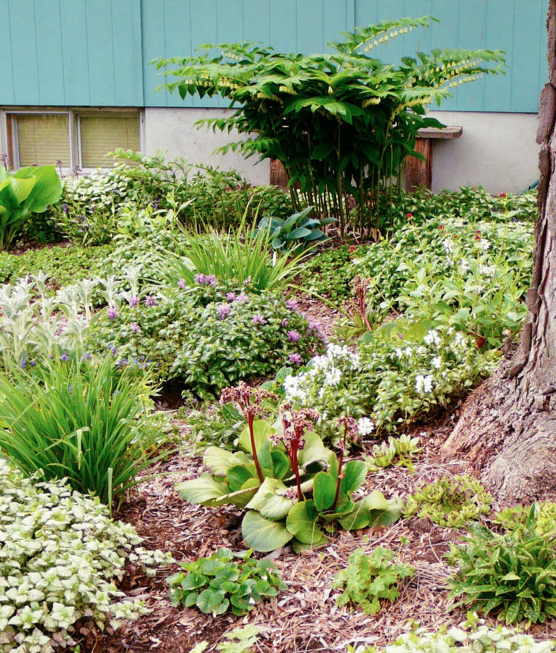 solomon-lamium Solomon's Seal 'Giganteum' and lamium xeriscape planting