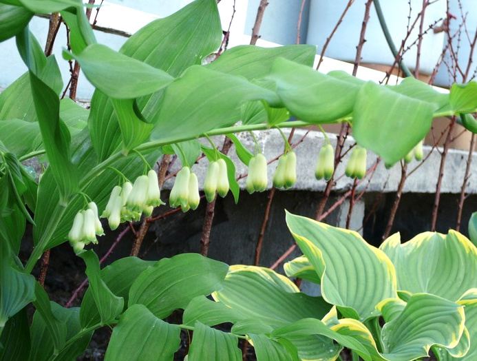 solomonsSeal Solomon's Seal 'Giganteum'