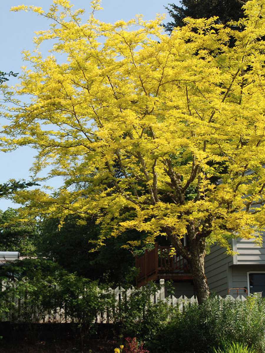 thornls-honey-locust thornless honey locust tree- new planting in the UnH20 Garden in Kelowna BC