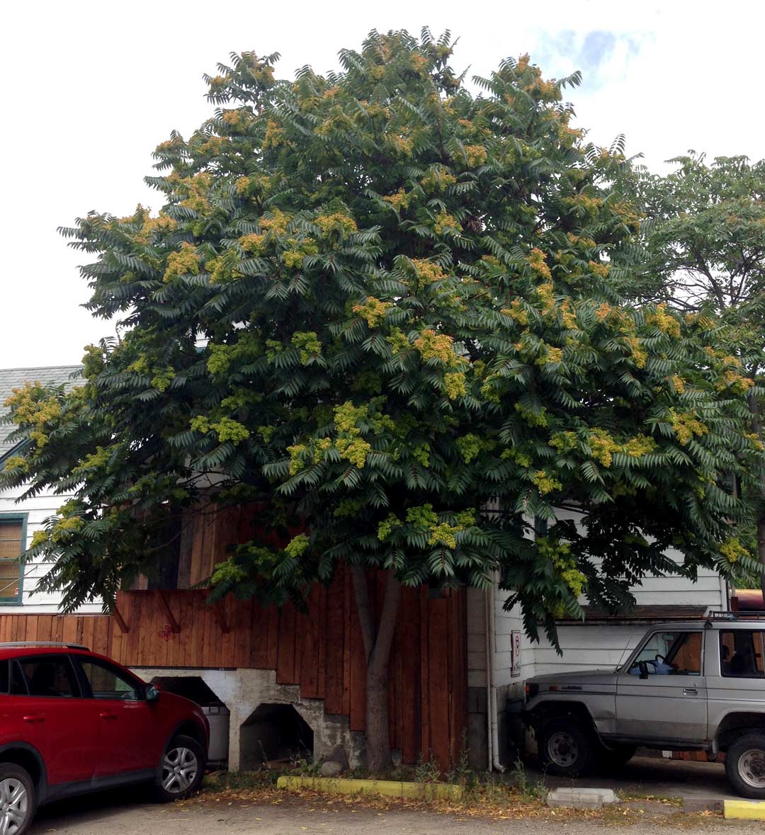 tree-heaven-full Tree of Heaven can be quite attractive